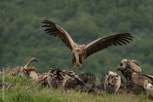 Griffon vultures in the meadow. Ornithology in the Rhodope mountains. Bulgaria birds during spring season. Vultures near the carcass. 
