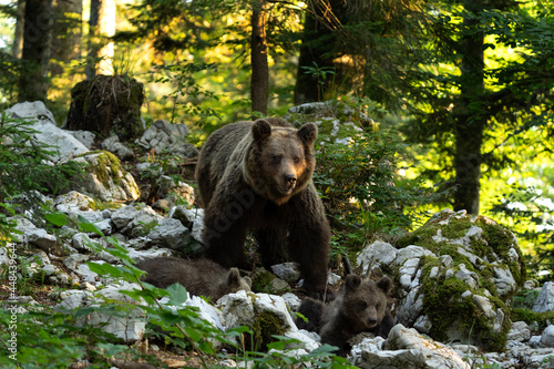 Brown bear family have a rest in the forest. Slovenia wildlife during summer season. Bear cub lying between a stones.