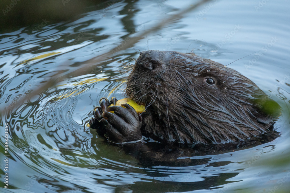 Fototapeta premium Wild beaver eating in the river