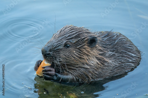 Wild beaver eating in the river © Julia Laiho