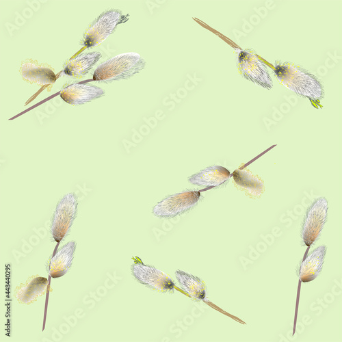 pussy willow branches on light green background