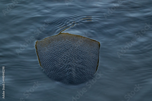 The tail of a beaver swimming in the river photo