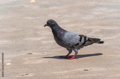Rock Pigeon on Beach