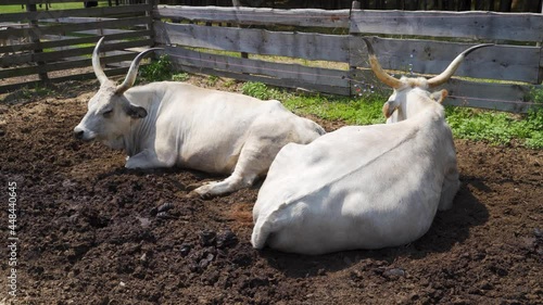 The Hungarian Grey also known as Hungarian Steppe Cattle cud chewing while lying on the ground. photo