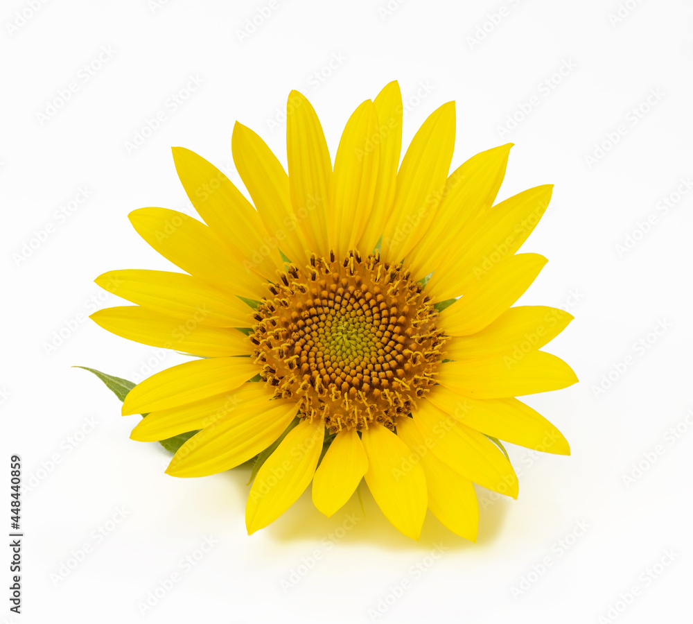 Fototapeta premium blooming yellow sunflower with green leaves isolated on white background