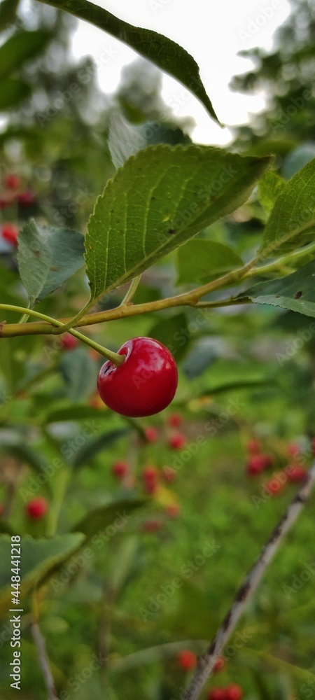 cherry tree with red berries in the garden