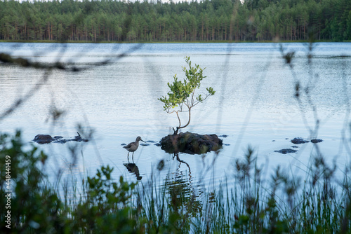 lake with reeds