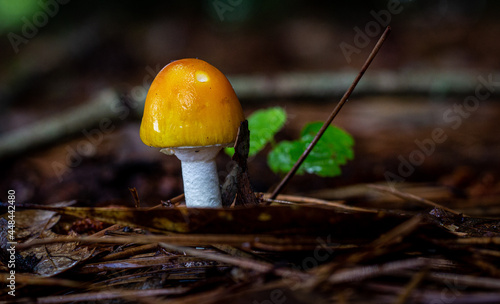 Gold Mushroom on a dark forest floor