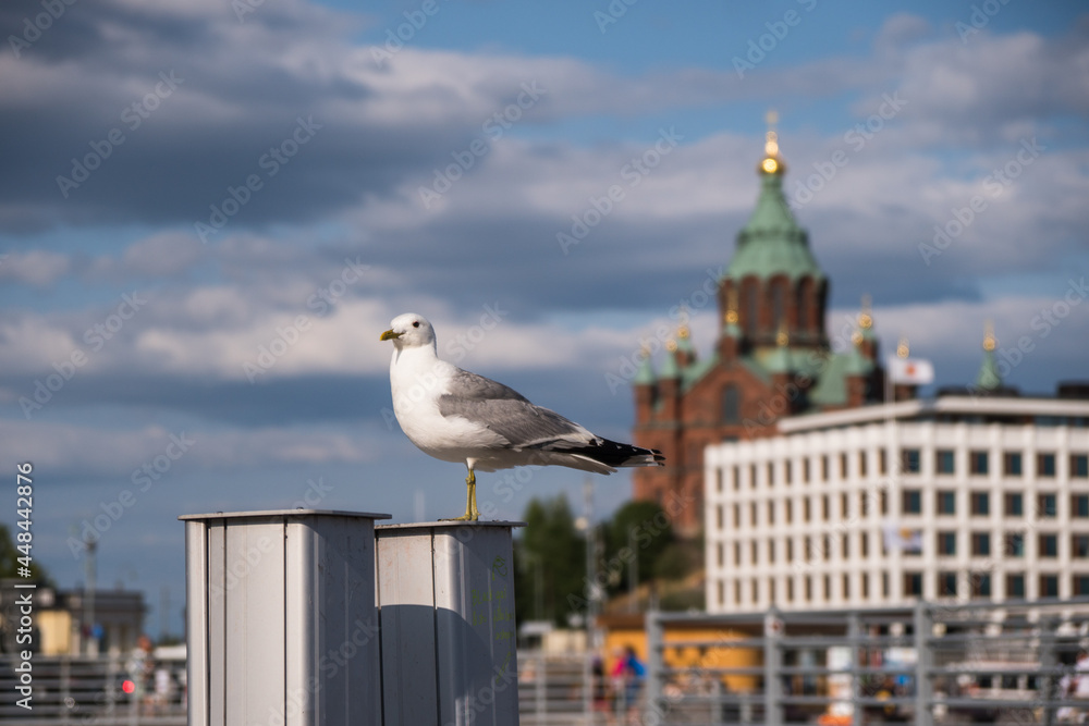 Obraz premium Helsinki, Finland - July 18th 2021: Seagull staying by the marina bay harbour.Representative city view of the church in the background.