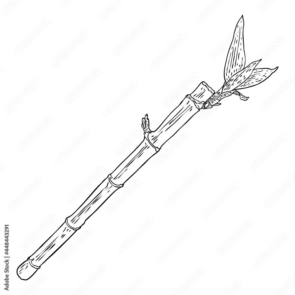 Bamboo stem with leaves. Japanese or Chinese plant drawing style sketch element. Asian jungle forest tree. Stick branch with leaves. Bamboo grass oriental tropical plant twig. Vector. Bamboo stem with leaves. Japanese or Chinese plant drawing style sketch element. Asian jungle forest tree. Stick branch with leaves. Bamboo grass oriental tropical plant twig. Vector.