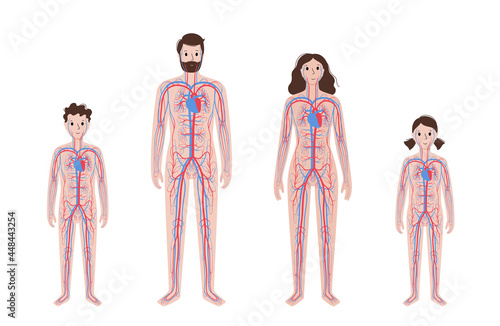 Human circulatory system