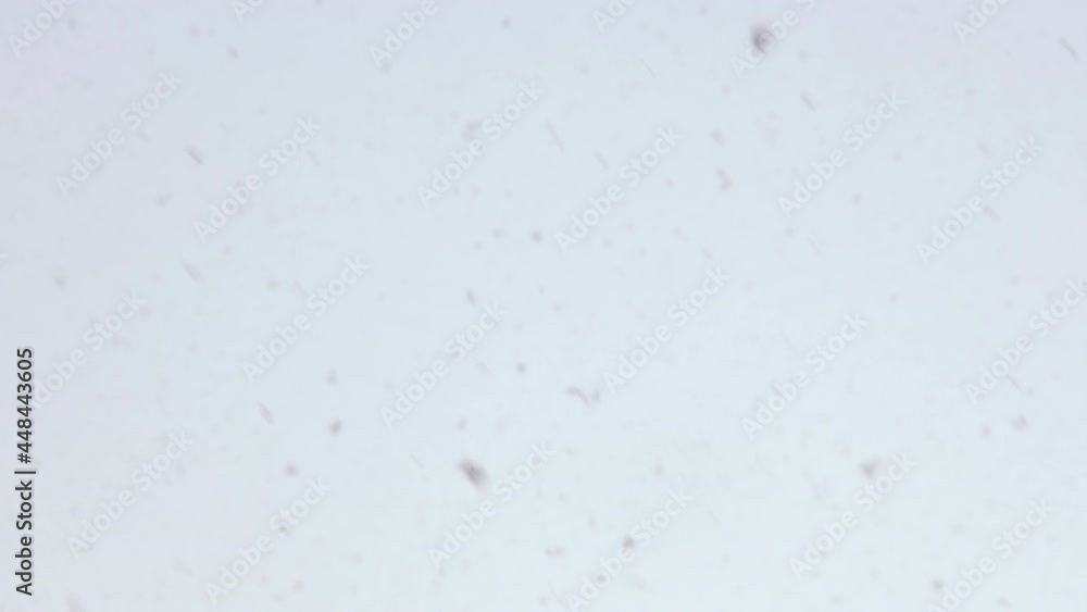 Snowflakes background. Heavy Falling snow on white sky background close up. Merry Christmas or happy New year background. 4k resolution Snowflakes background. Heavy Falling snow on white sky background close up. Merry Christmas or happy New year background. 4k resolution