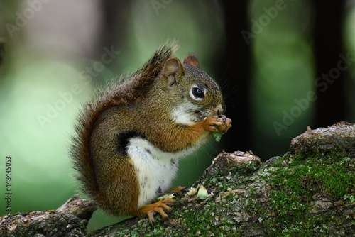 American Red Squirrel sits perched on a branch in the forest eating green pine cones   photo
