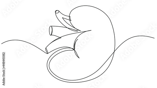 Human kidney drawn with one line. Vector human internal organ. Donation and treatment of diseases.