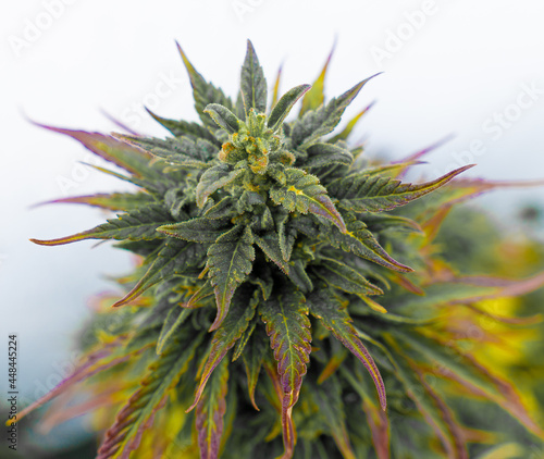 Medical cannabis flower in autumn stage, near its cutting point. Shades of purple, yellow and green.