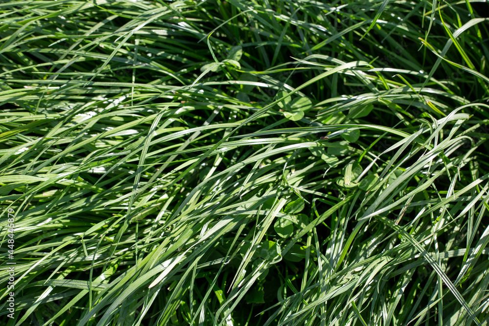 Tetraploid hybrid ryegrass and red clover pasture, Canterbury, New Zealand Tetraploid hybrid ryegrass and red clover pasture, Canterbury, New Zealand