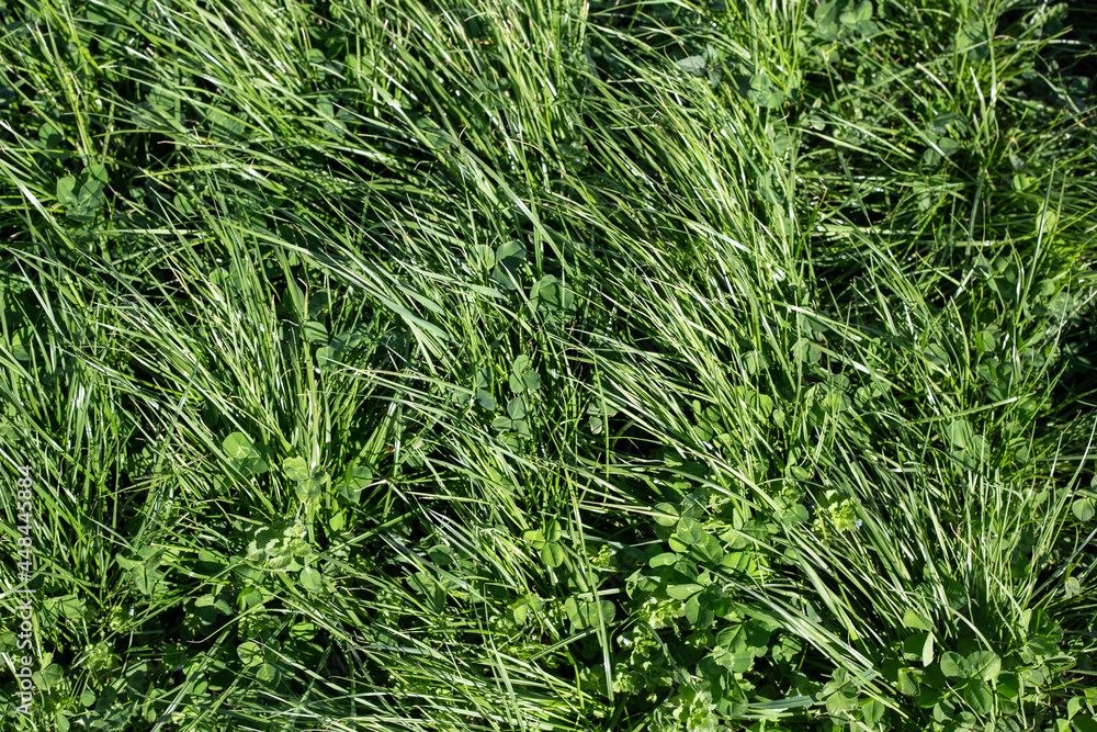 Fototapeta premium Perennial ryegrass and red and white clovers for beef, dairy and sheep grazing pastures, Canterbury, New Zealand