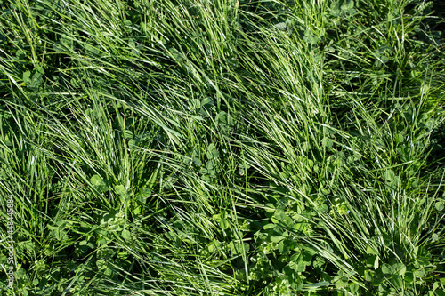 Perennial ryegrass and red and white clovers for beef, dairy and sheep grazing pastures, Canterbury, New Zealand