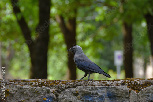 A gray-black jackdaw walks busily along a stone wall in the shade of a park on a sunny summer day.