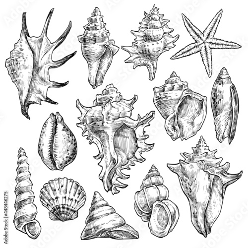 Hand drawn tropical marine seashells. Black and white graphic vector illustration. Set 1 isolated on white.