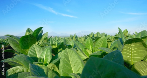 Tobacco leaves. Close-up of tobacco leaf detail on a bright blue sky background