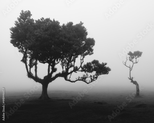 Black and white contrasty photograph of unique trees in Fanal Forest Madeira. High quality photo