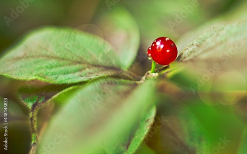 Red berry © Janusz Doros