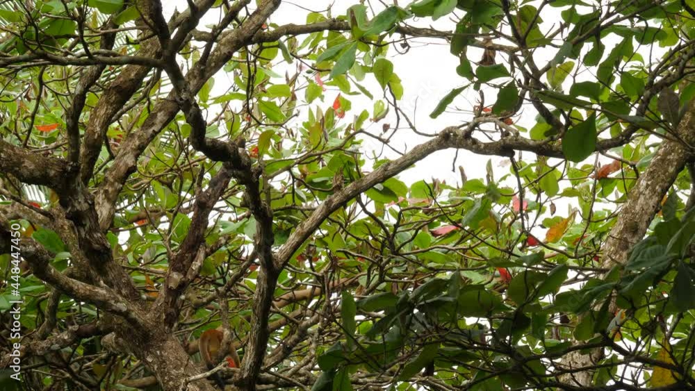 Central American squirrel monkey Saimiri oerstedii jumping from branches to branches Costa Rica
Central American squirrel monkey Saimiri oerstedii jumping from branches to branches Costa Rica