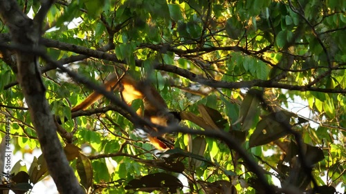  Cute central American squirrel monkeys Saimiri oerstedii inside a tree Costa Rica 
 photo