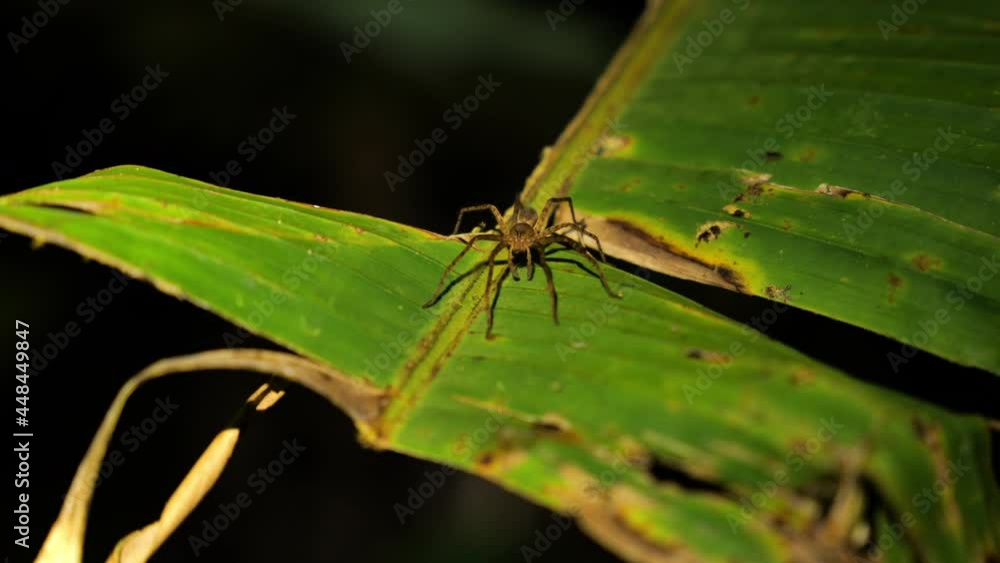 Spider on a banana leaf Costa Rica night time Osa peninsula biodiversity Spider on a banana leaf Costa Rica night time Osa peninsula biodiversity