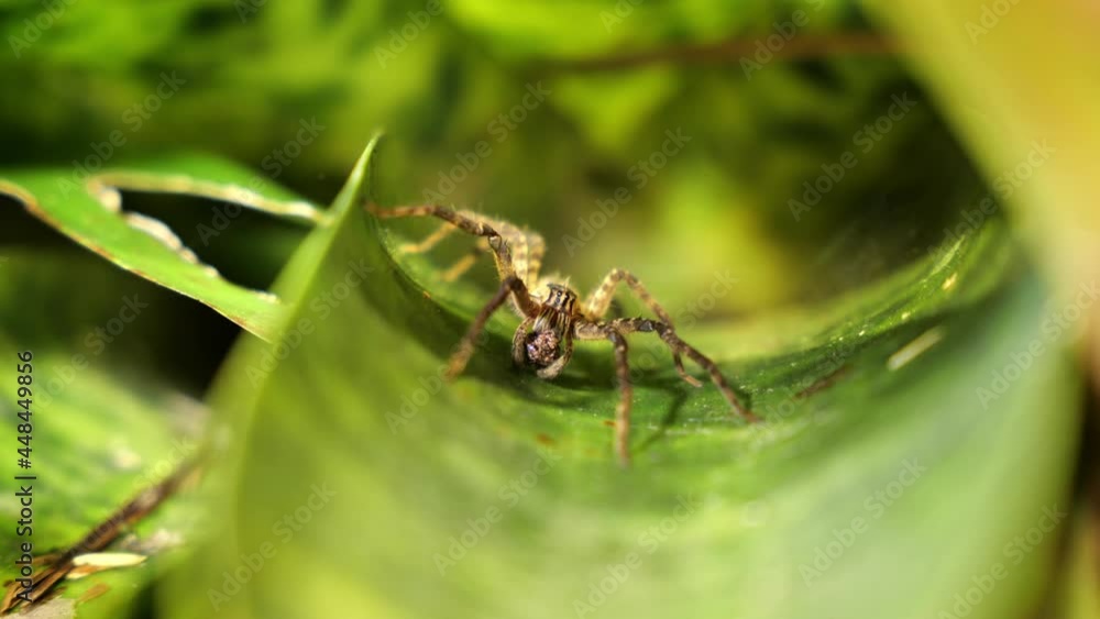 Wolf Spider Lycosidae close up on a leaf Costa Rica nocturnal life Wolf Spider Lycosidae close up on a leaf Costa Rica nocturnal life