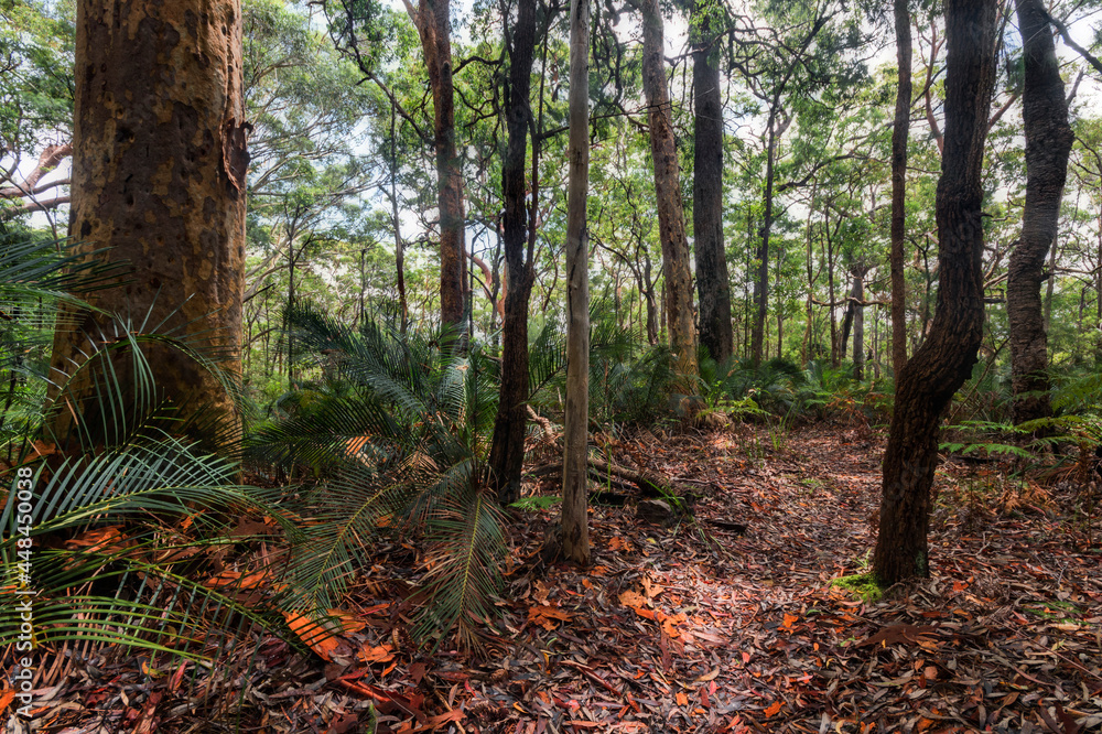 Naklejka premium trees in a forest with undergrowth and leaves