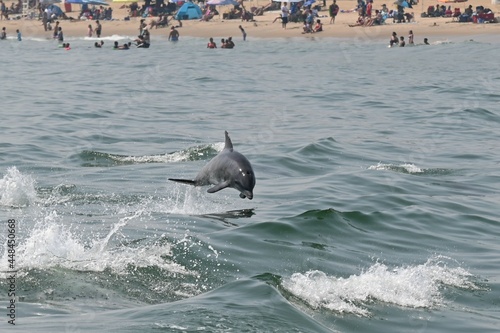 Photography Dolphin jumping out of ocean virginia beach