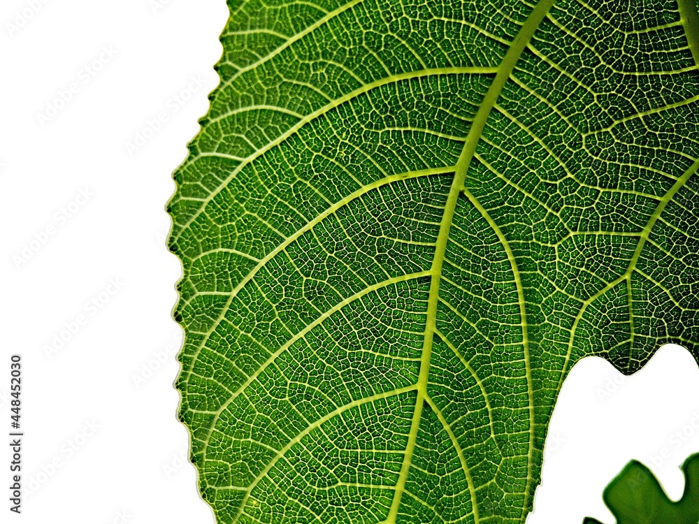 Fototapeta premium Green leaf isolated on white, veins and ribs closeup