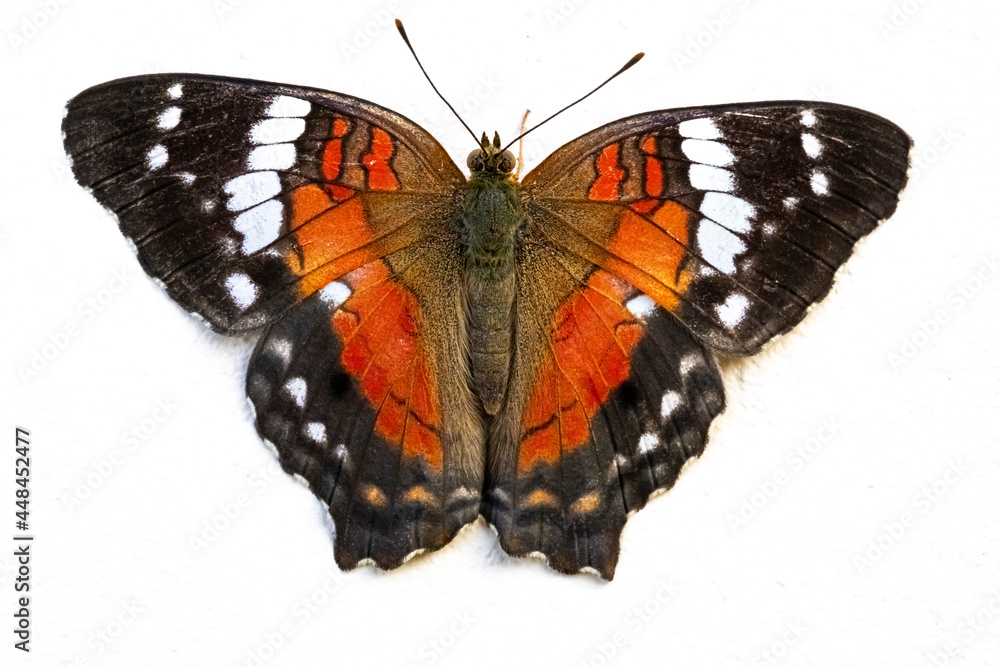 Naklejka premium admiral butterfly
