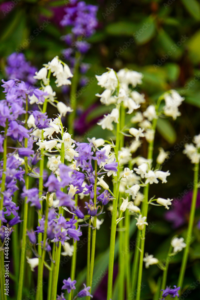 Obraz premium bee on lavender