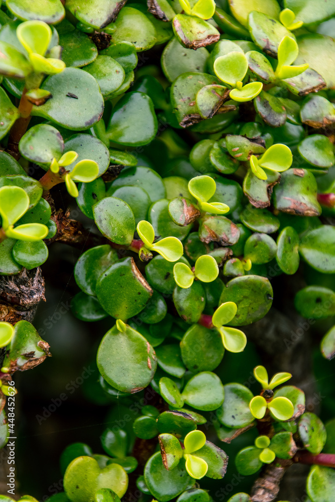 Fototapeta premium Portulacaria afra pertenece a la familia Didiereaceae