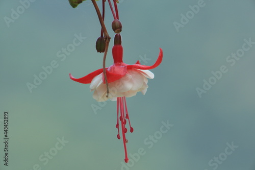 Flores Bailarinas photo