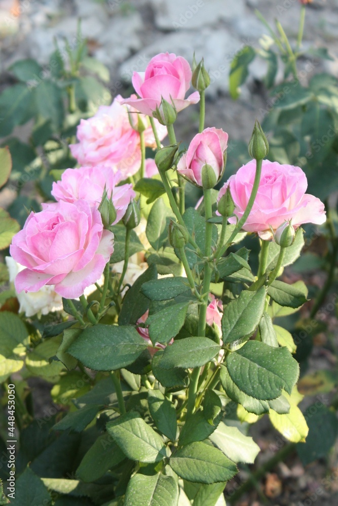 pink roses