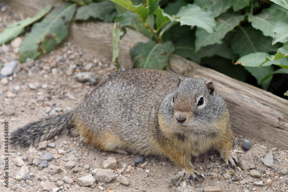 Uinta Ground Squirrel in Wasatch National Forest Uinta Ground Squirrel in Wasatch National Forest