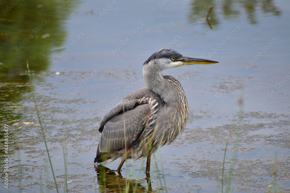 Fototapeta premium Great Blue heron feeding