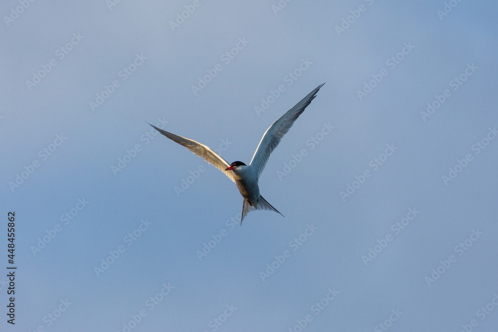 Seagull in the sky over lake Ladoga Seagull in the sky over lake Ladoga