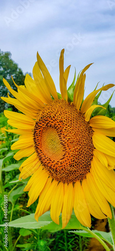 sunflower in a field photo