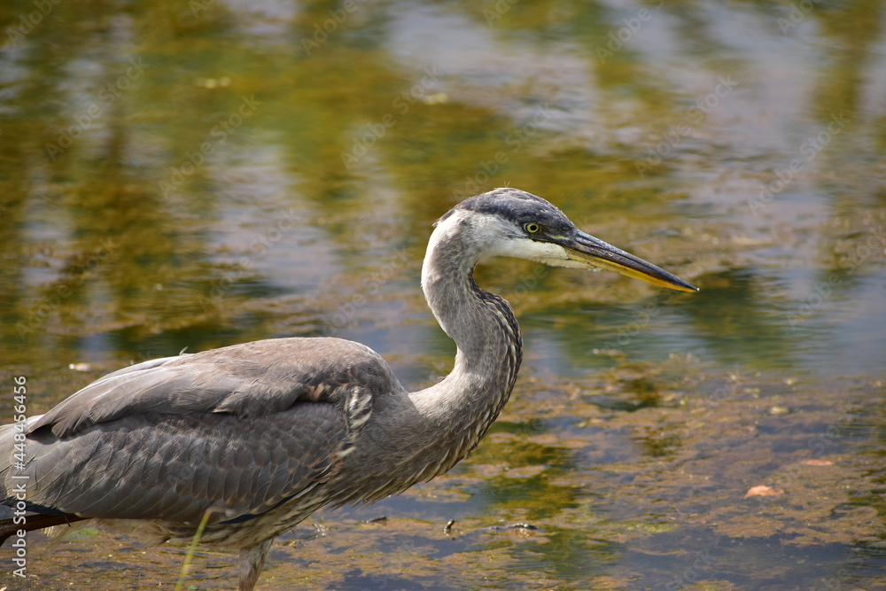 Great Blue Heron at the lake Great Blue Heron at the lake