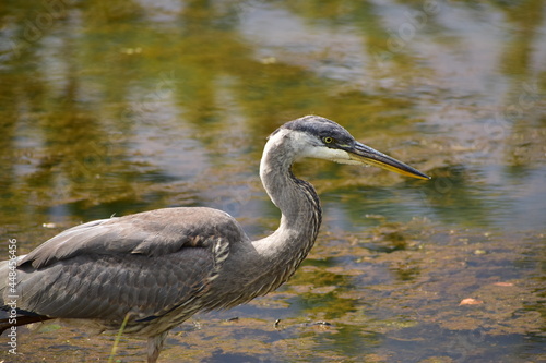 Great Blue Heron at the lake