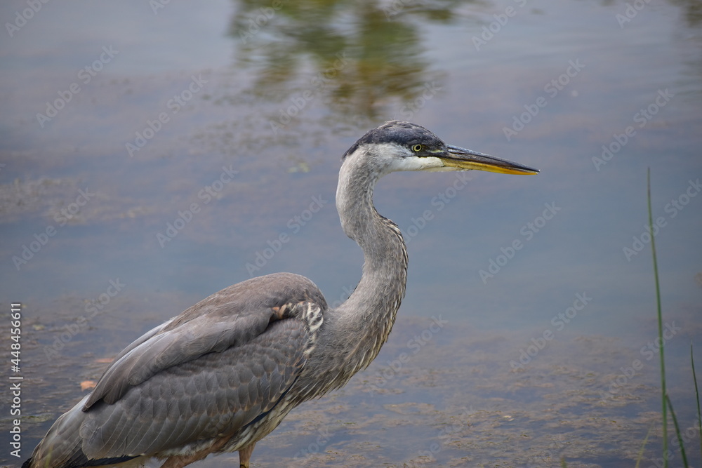 Great Blue Heron at the lake Great Blue Heron at the lake