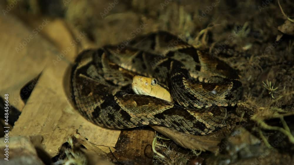 snake Terciopelo Bothrops asper resting night wild life Costa Rica snake Terciopelo Bothrops asper resting night wild life Costa Rica