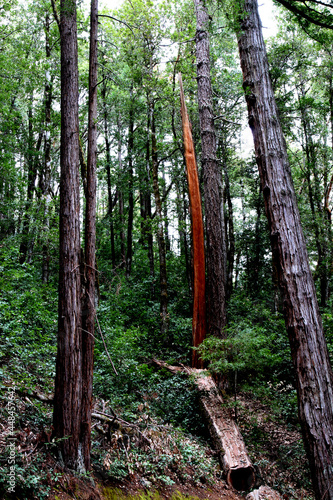 redwood trees
