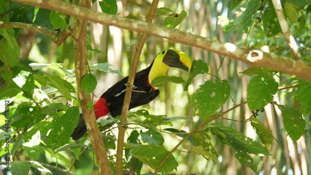 Wild black-mandibled toucan eating berries on a branch Costa Rica wildlife Wild black-mandibled toucan eating berries on a branch Costa Rica wildlife