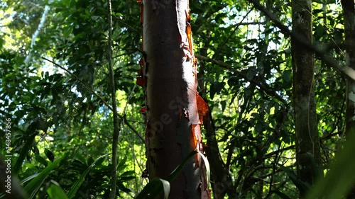 Gumbo Limbo Tree with red bark peeling Bursera simaruba Costa Rican jungle  photo